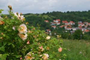 Matratzenreinigung Creglingen